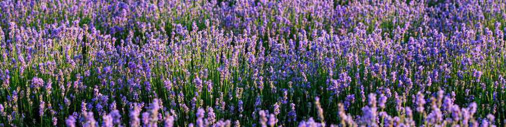 Lavender Oil