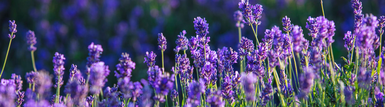 Bulk Castle Farm Oils