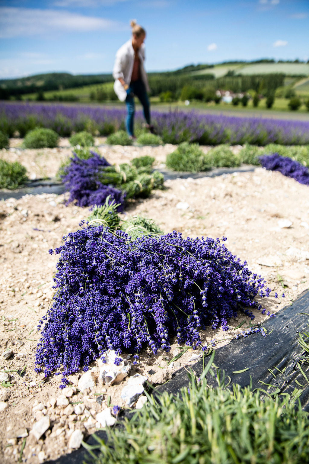 DRIED LAVENDER BUNCH - 2025 NEW SEASON