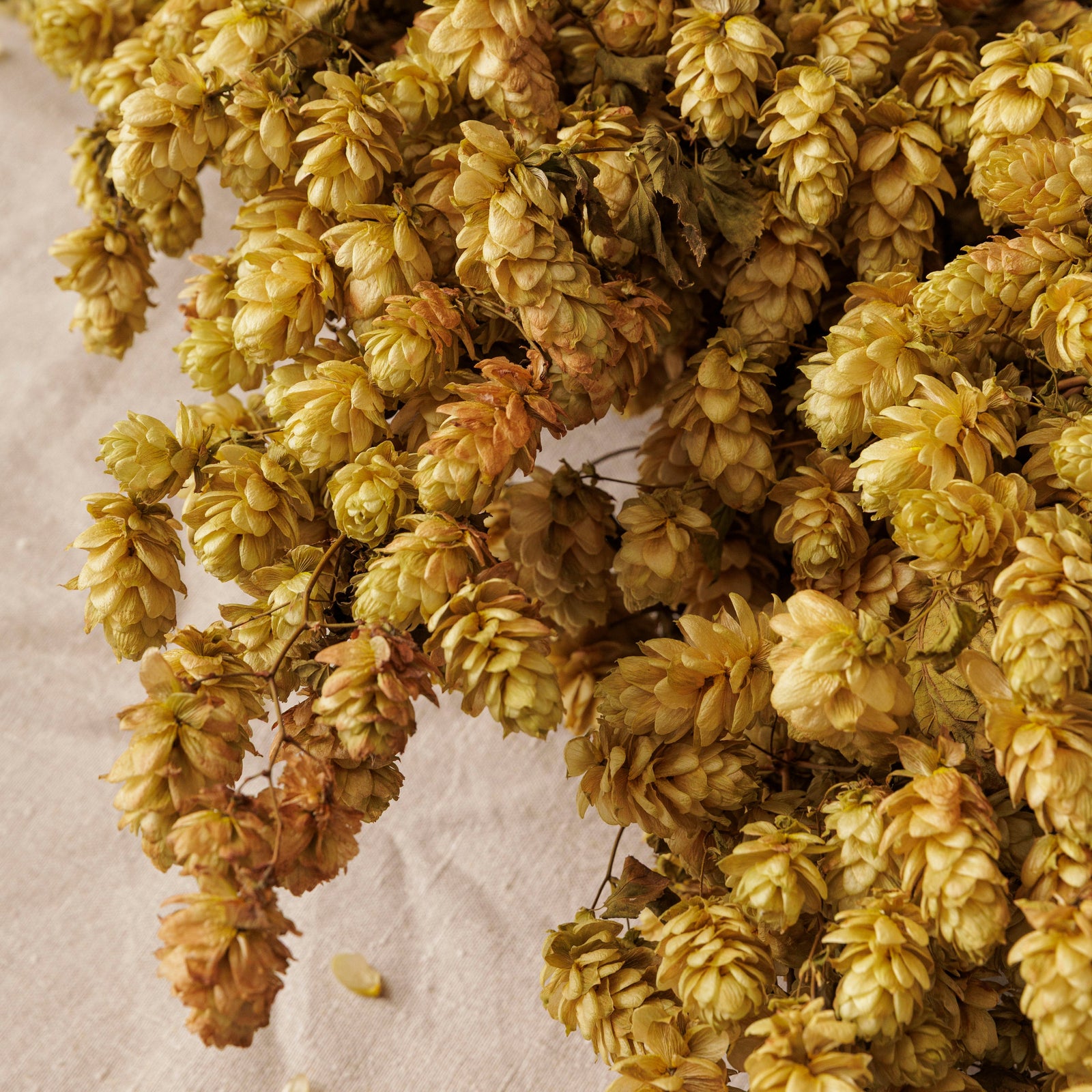 CASTLE FARM GOLDEN DRIED HOP BINE - FOR DELIVERY