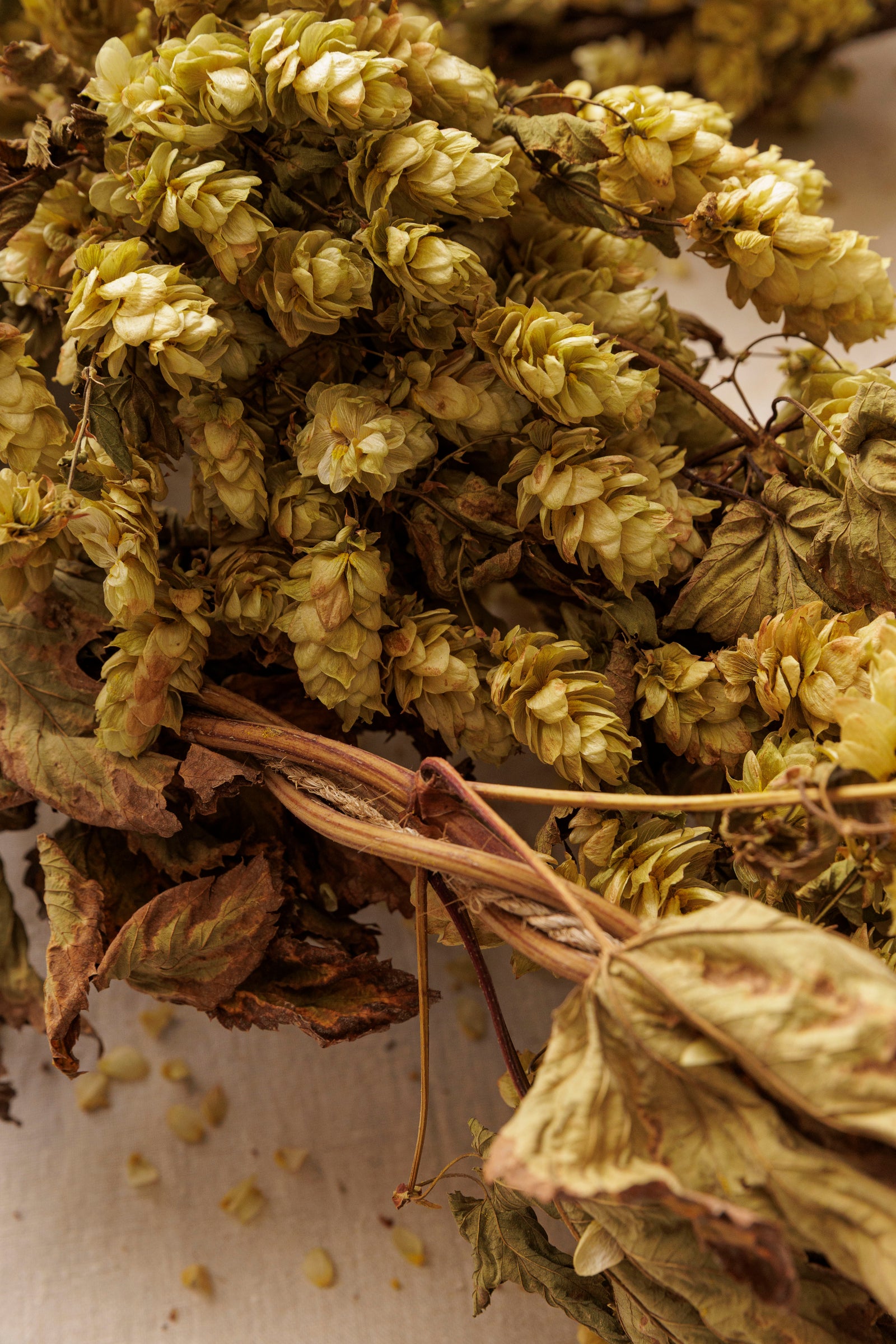 CASTLE FARM GOLDEN DRIED HOP BINE - FOR DELIVERY