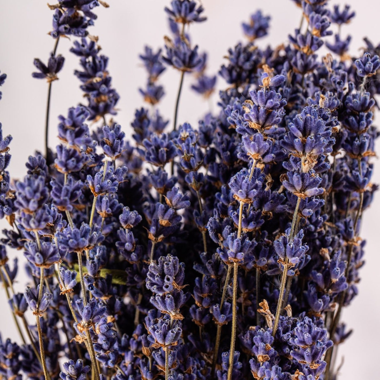 DRIED LAVENDER BUNCH - 2025 NEW SEASON