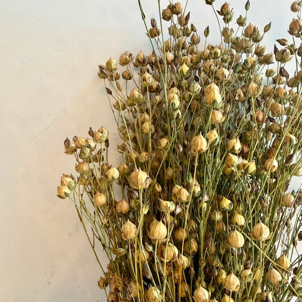 DRIED GOLDEN LINSEED (FLAX)