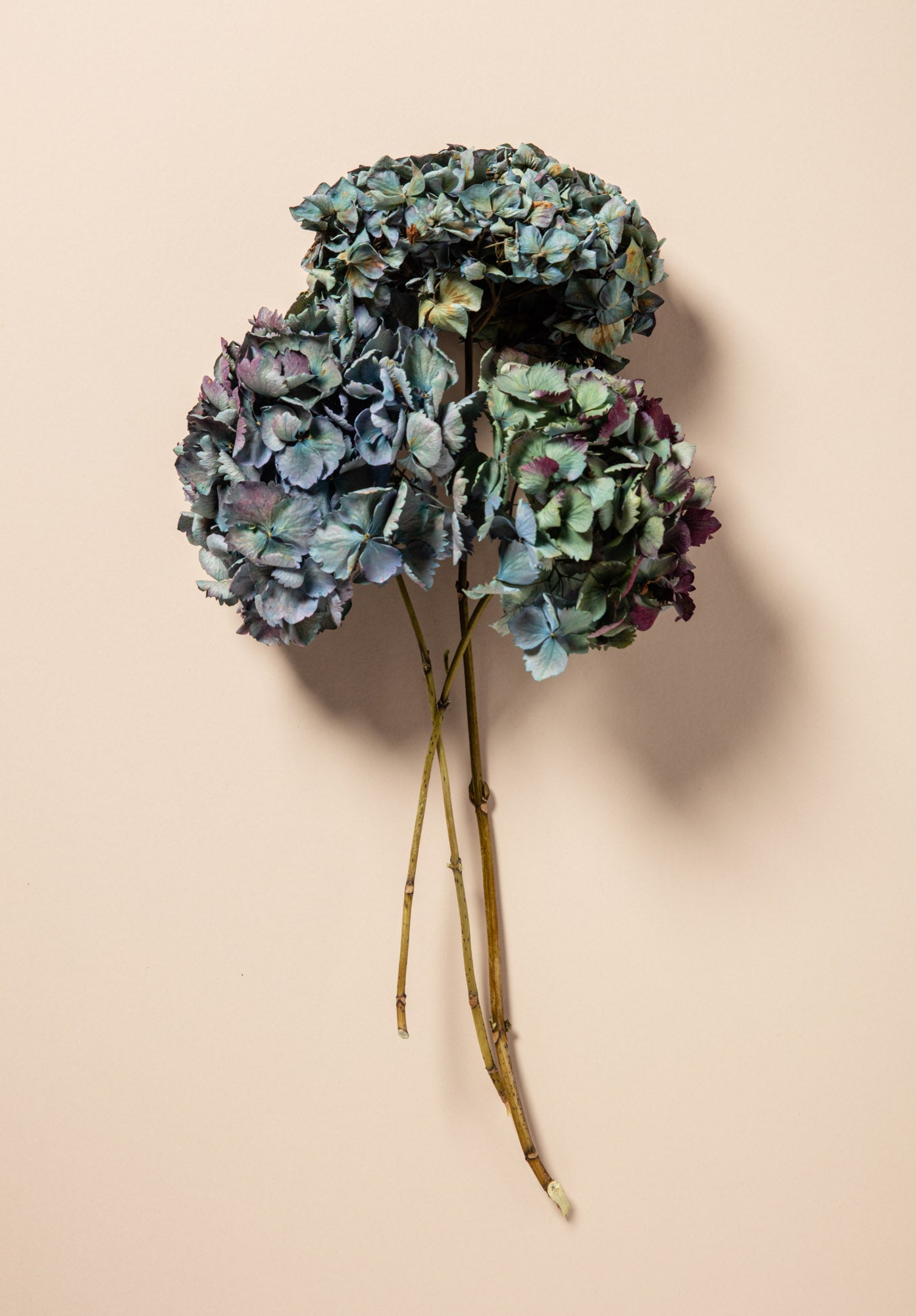 DRIED HYDRANGEAS