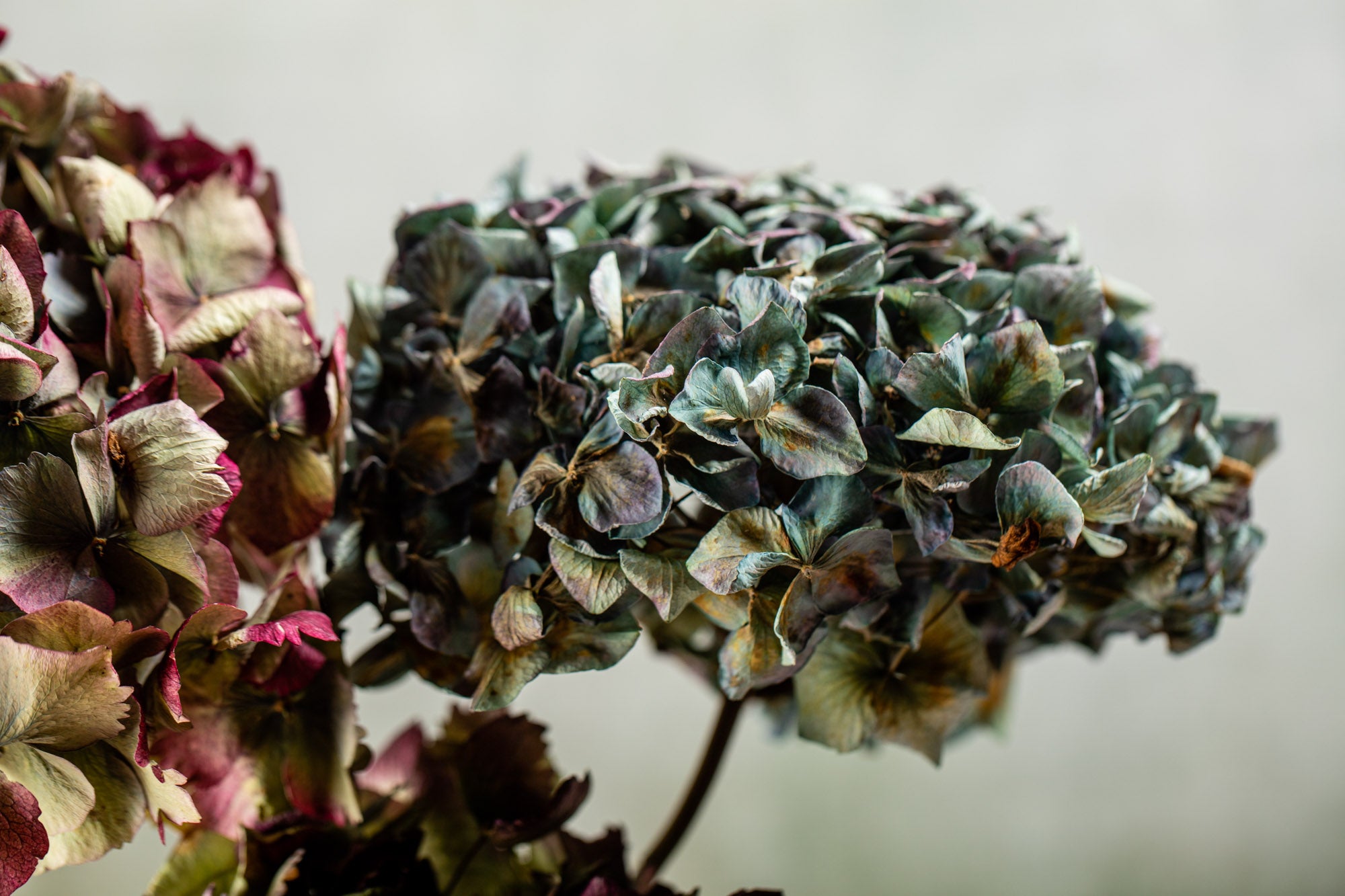 DRIED HYDRANGEAS