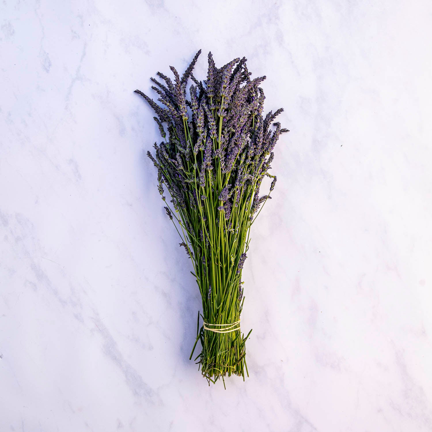 FRESH LAVANDIN BUNCHES
