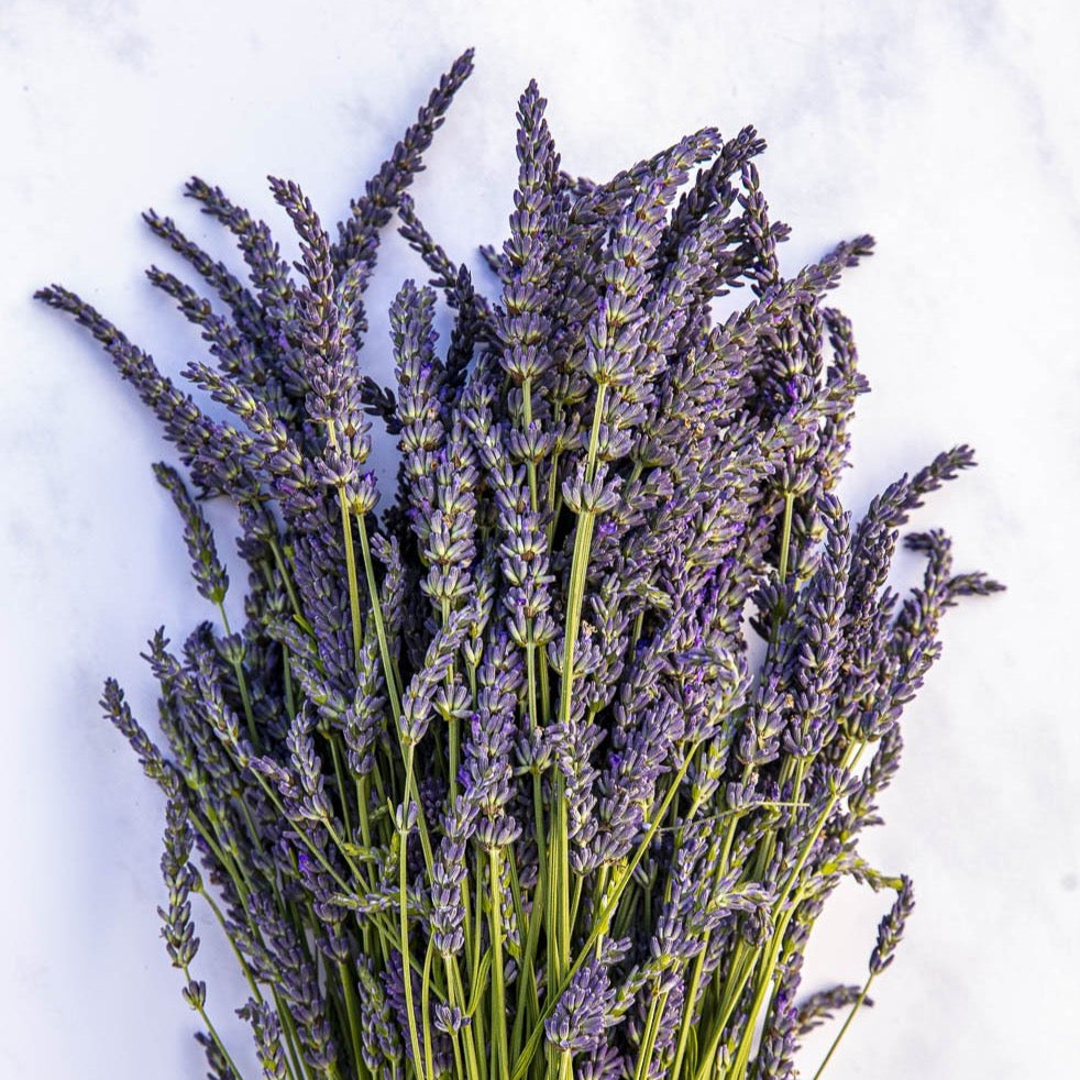 FRESH LAVANDIN BUNCHES