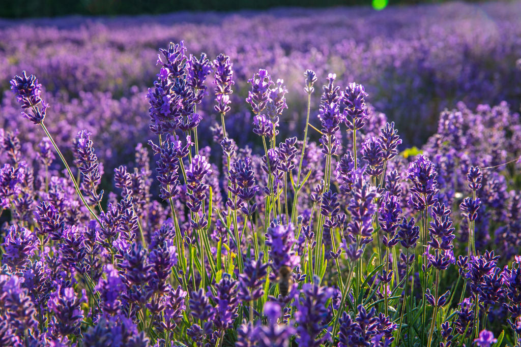 BULK CASTLE FARM FOLGATE LAVENDER OIL