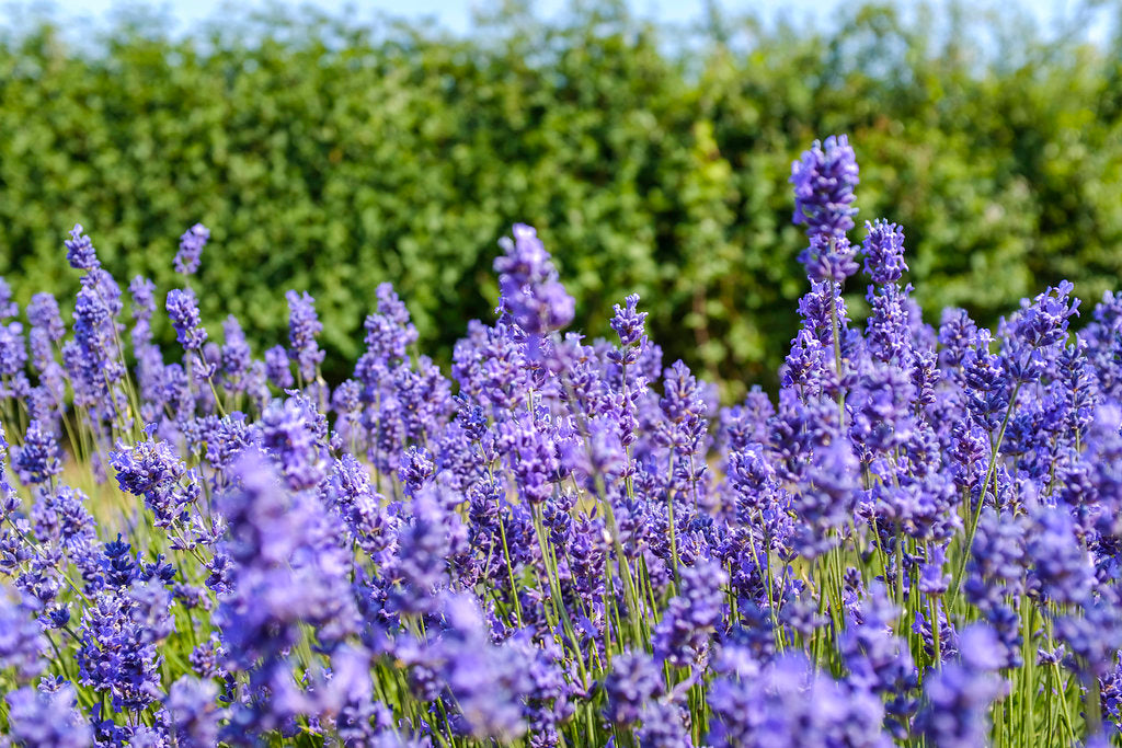 BULK CASTLE FARM FOLGATE LAVENDER OIL