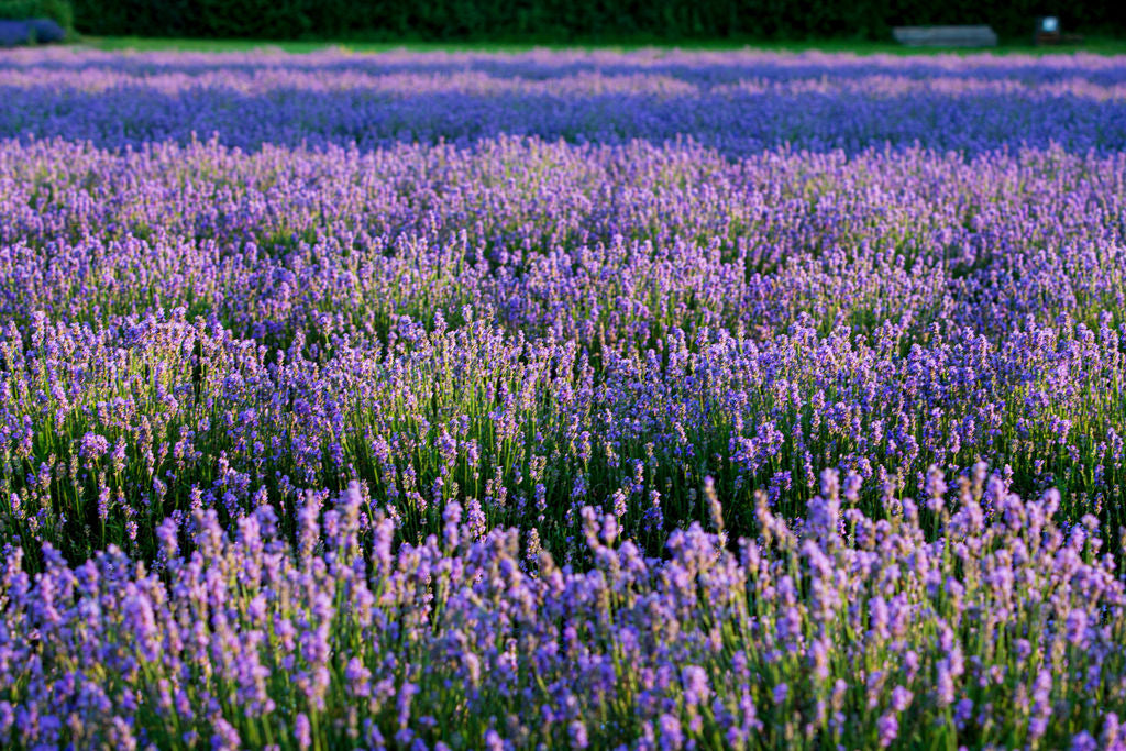 BULK CASTLE FARM LADYBIRD LAVENDER OIL