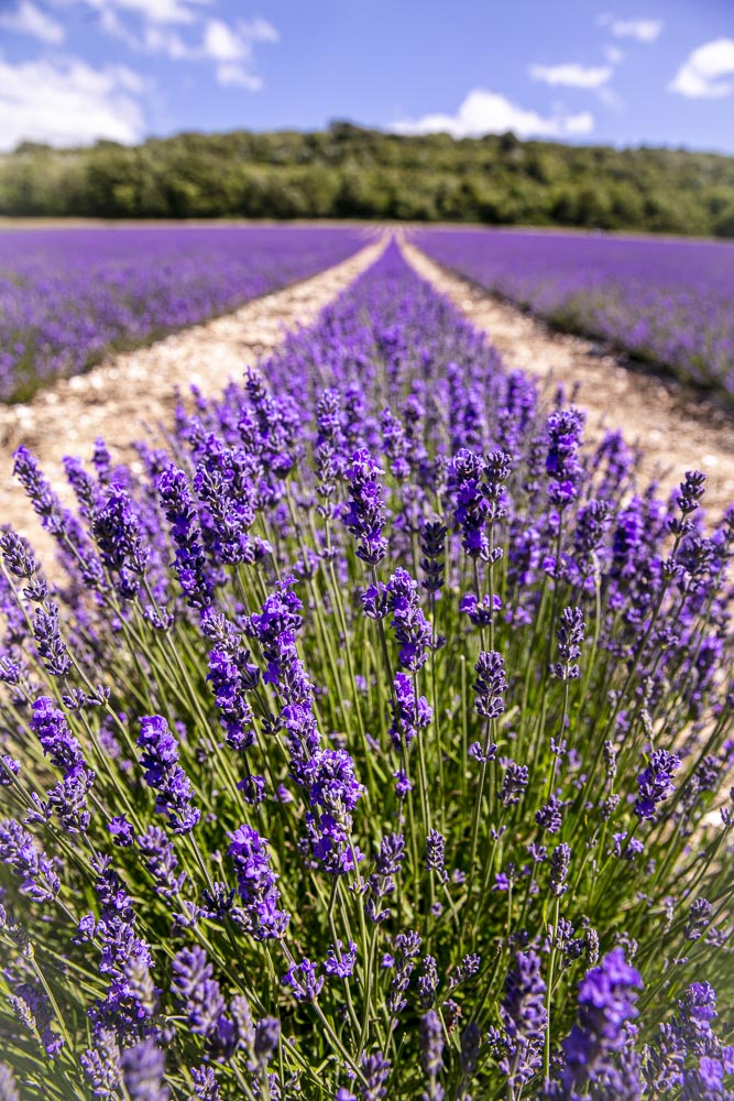 BULK CASTLE FARM LADYBIRD LAVENDER OIL
