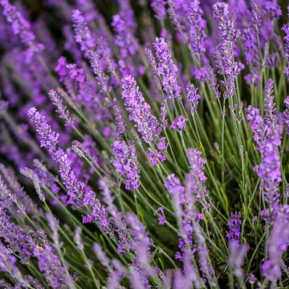 BULK CASTLE FARM LAVENDER LINEN WATER