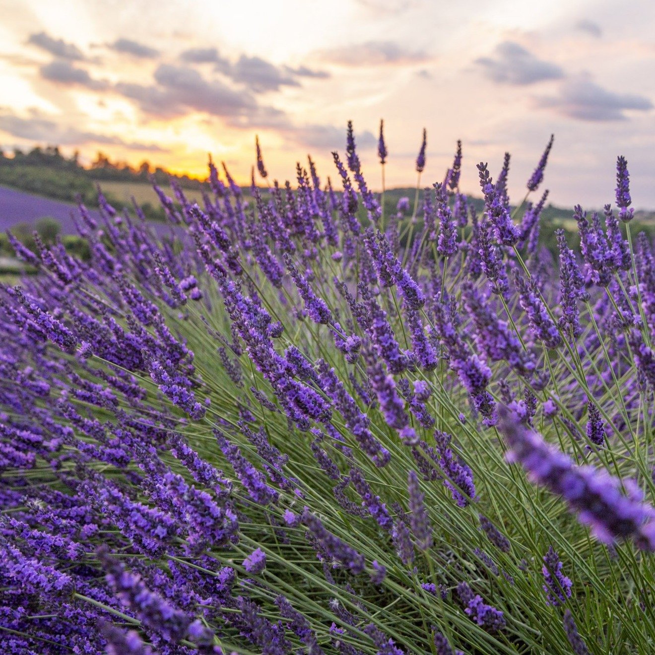 CASTLE FARM LAVANDIN OIL