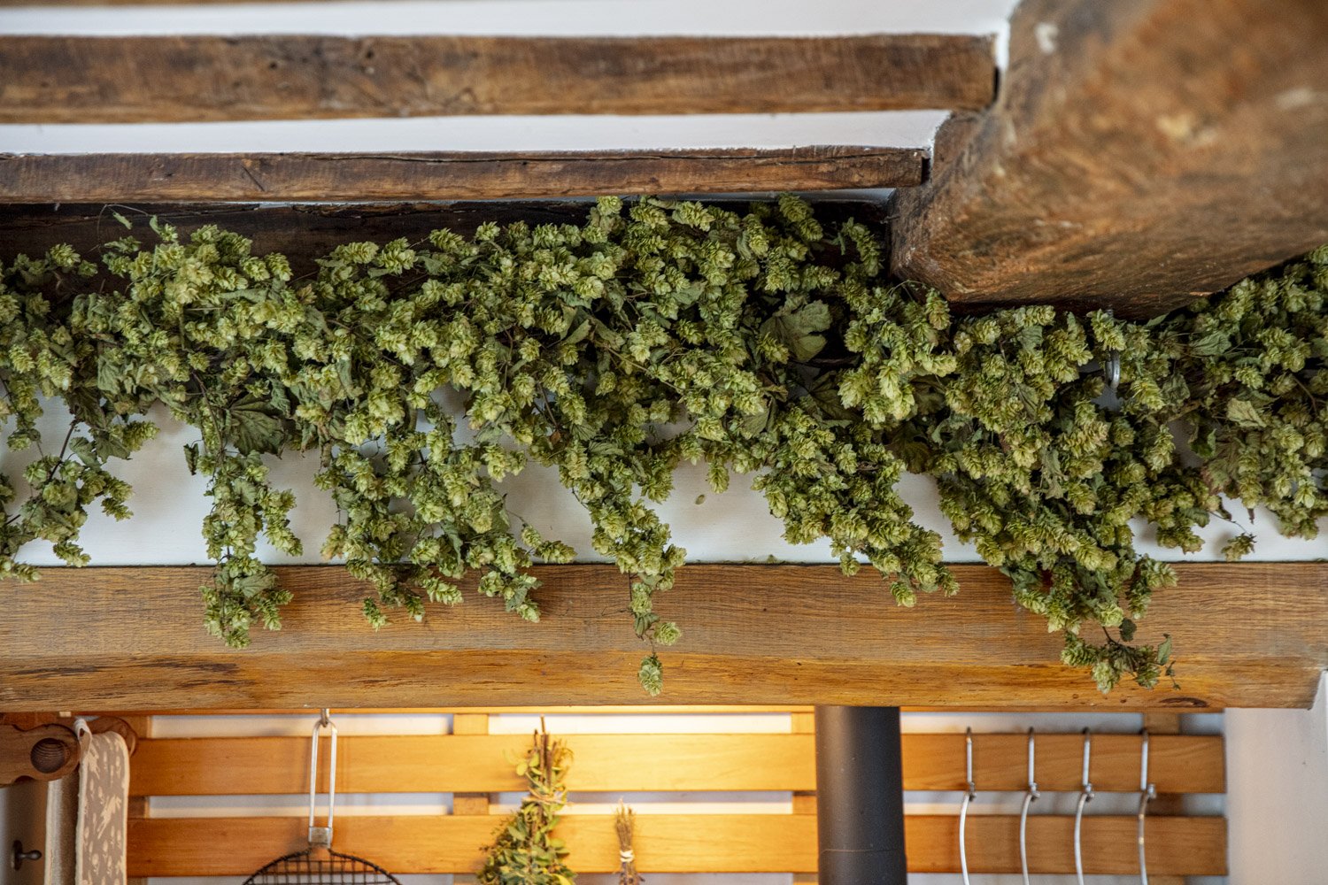 CASTLE FARM DRIED HOP BINE FOR DELIVERY- PRE ORDER