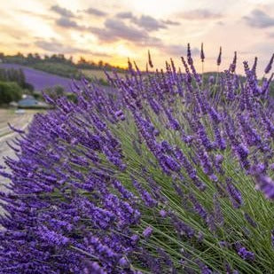 CASTLE FARM LAVANDIN FLOWERS