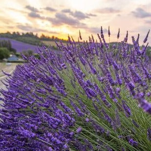 CASTLE FARM LAVANDIN FLOWERS - 50g CONE