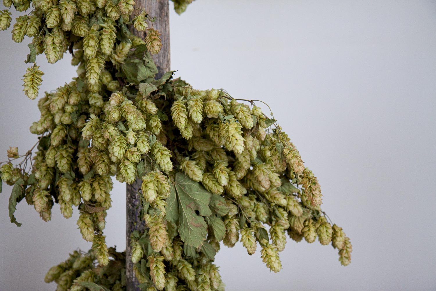 CASTLE FARM DRIED HOP BINE FOR DELIVERY- PRE ORDER