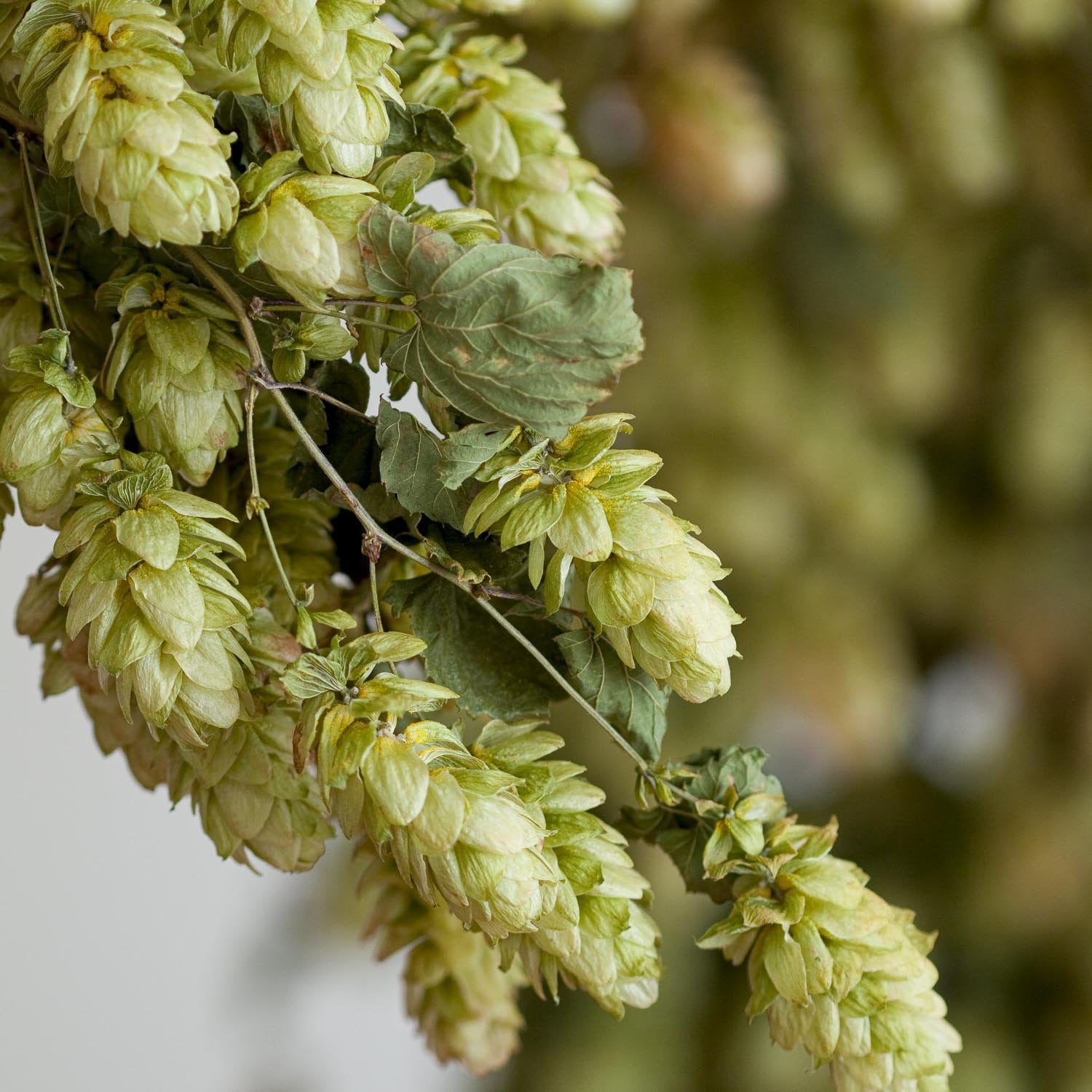 CASTLE FARM DRIED HOP BINE FOR DELIVERY- PRE ORDER