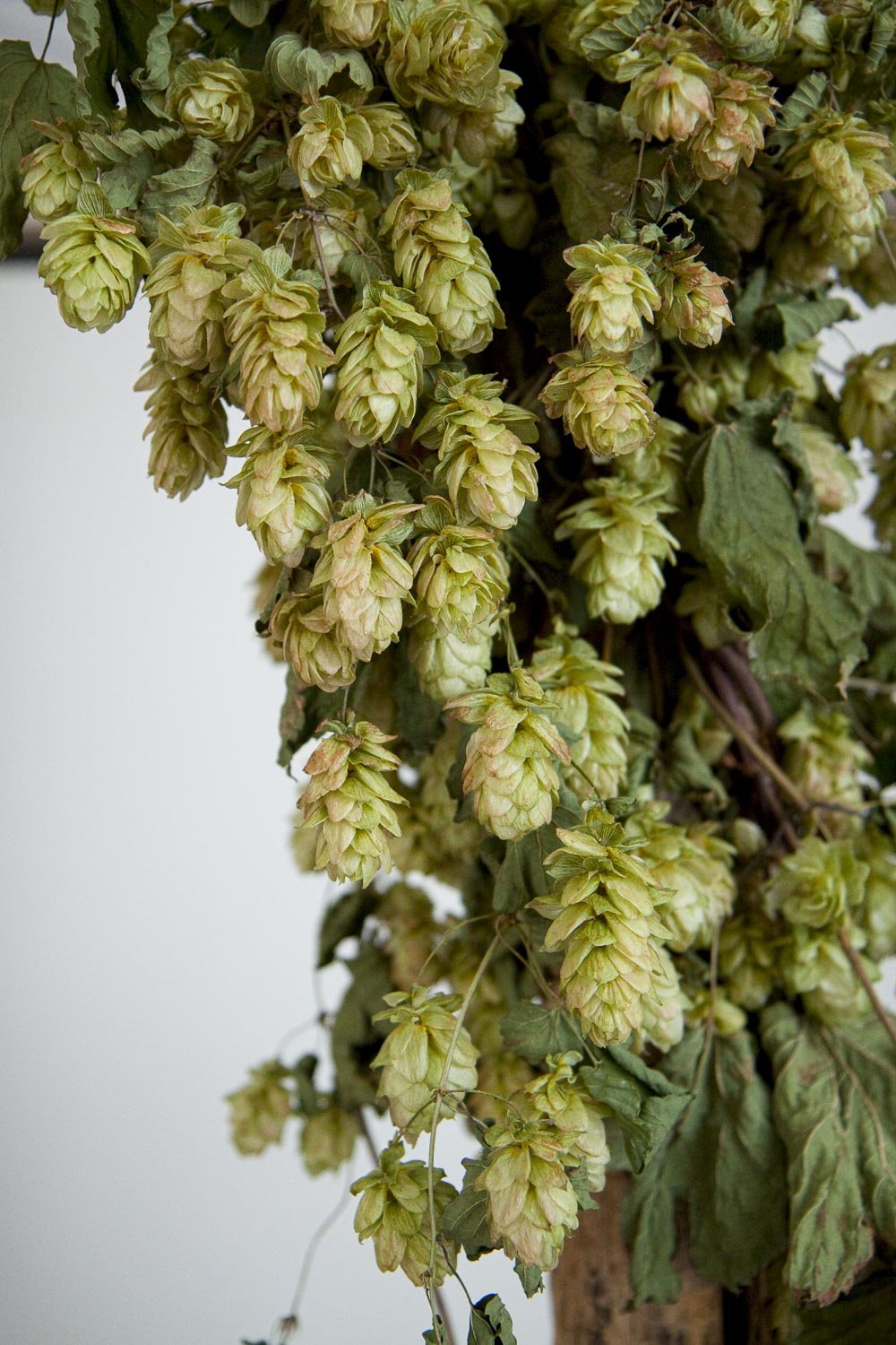 CASTLE FARM DRIED HOP BINE FOR DELIVERY- PRE ORDER