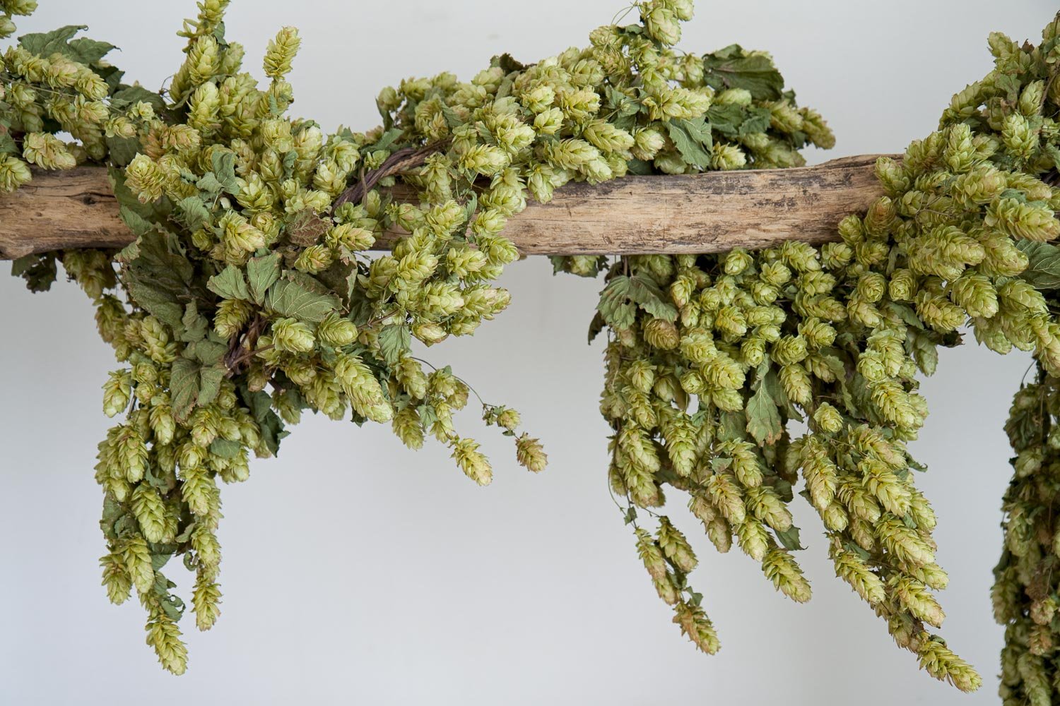 CASTLE FARM DRIED HOP BINE FOR DELIVERY- PRE ORDER