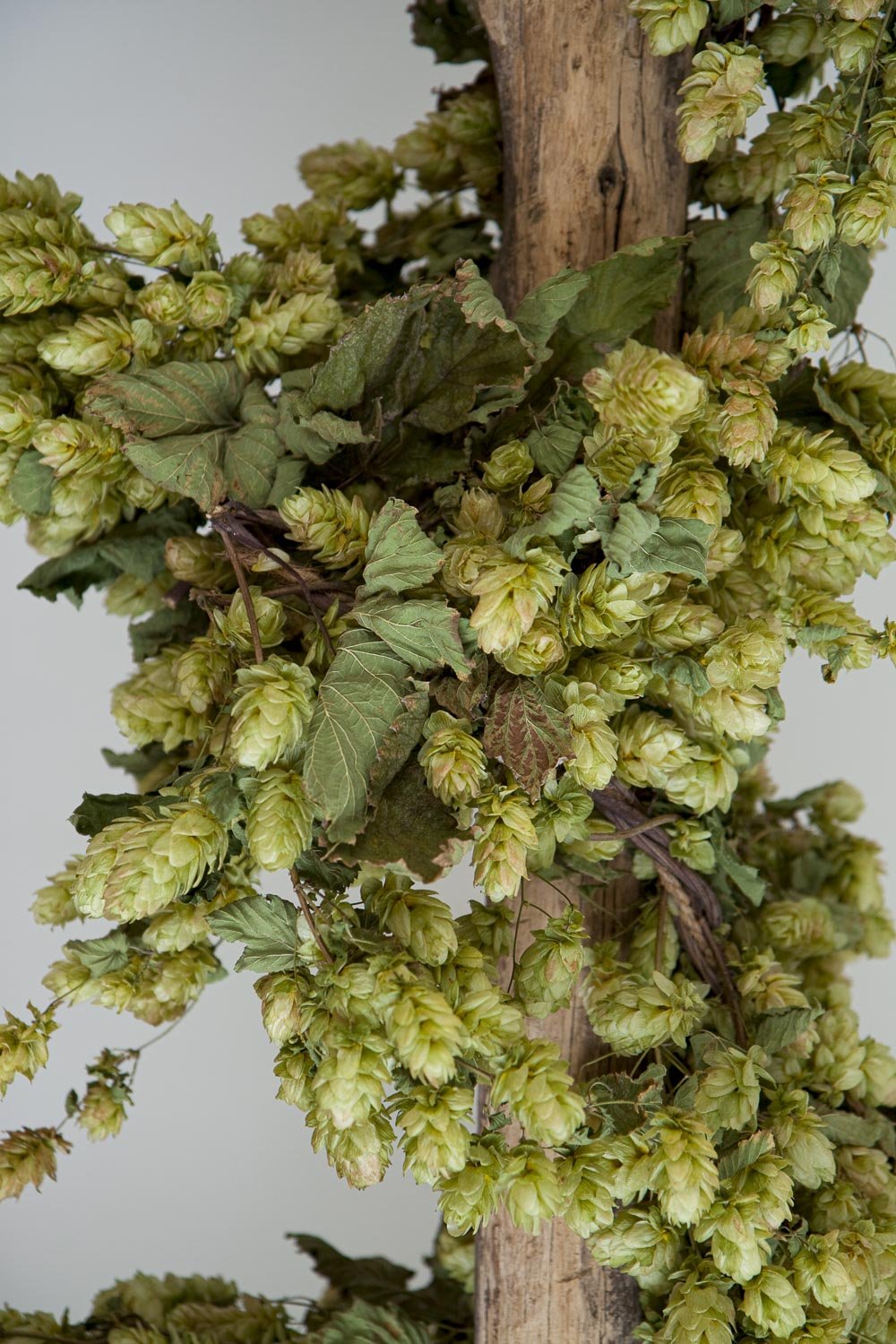 CASTLE FARM DRIED HOP BINE FOR DELIVERY- PRE ORDER