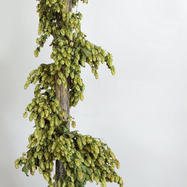 CASTLE FARM DRIED HOP BINE FOR DELIVERY- PRE ORDER