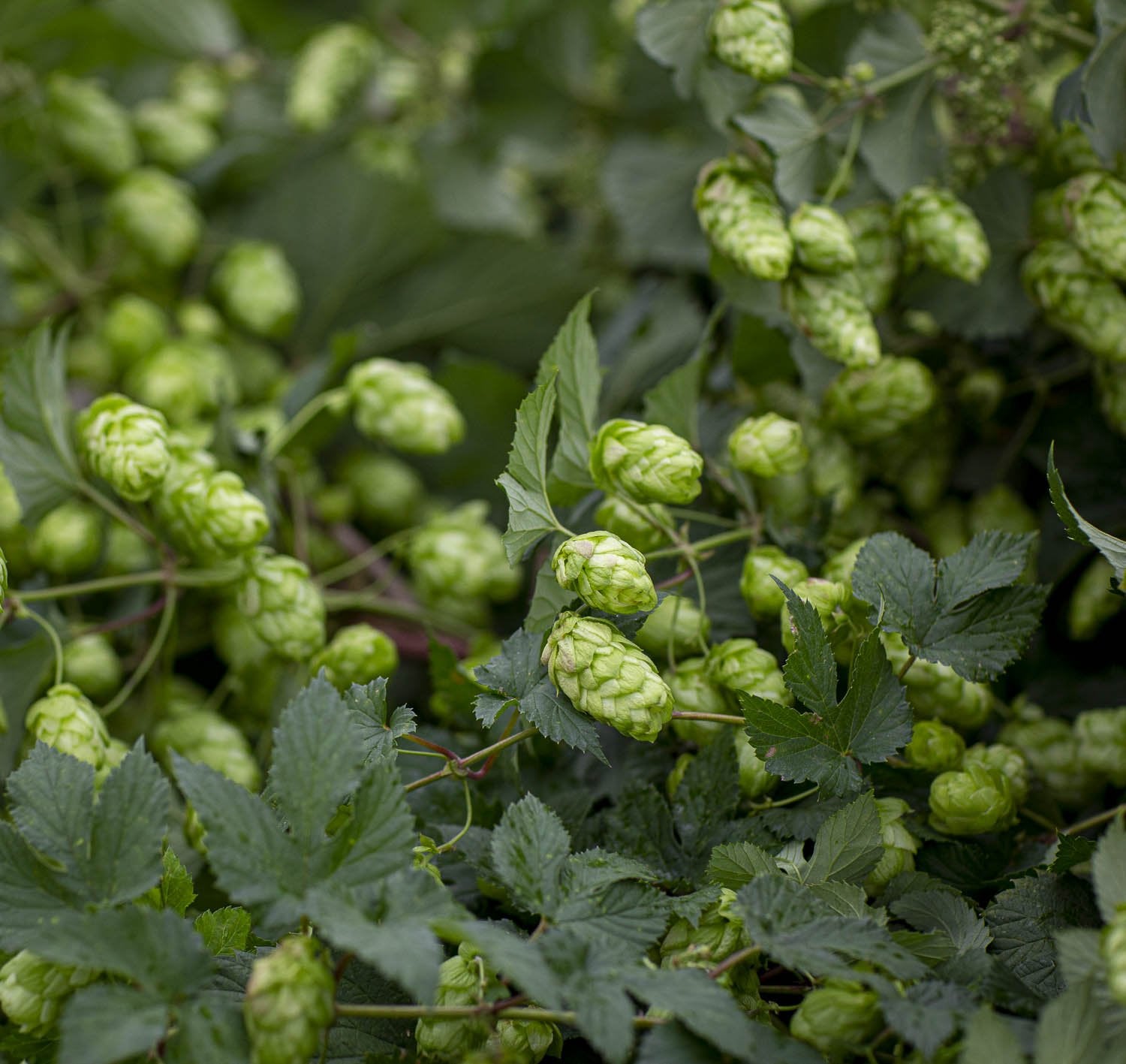 CASTLE FARM FRESH HOP BINE FOR DELIVERY - PRE-ORDER