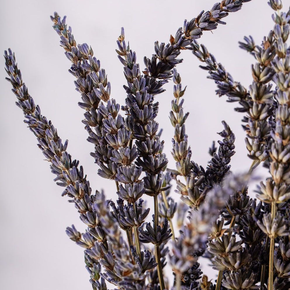DRIED LAVANDIN BUNCH 2026