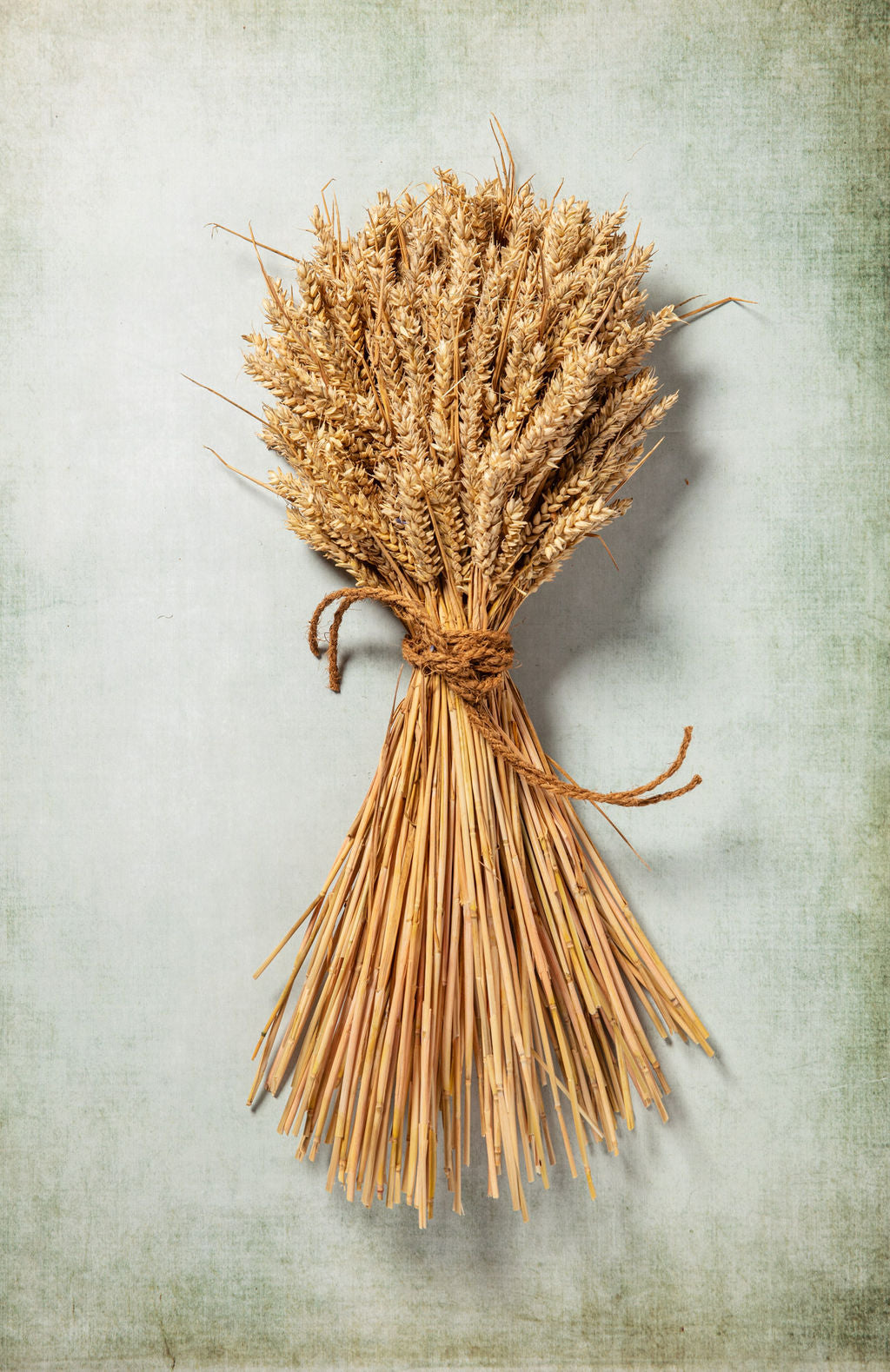 WHEAT SHEAF - NATURAL GOLDEN