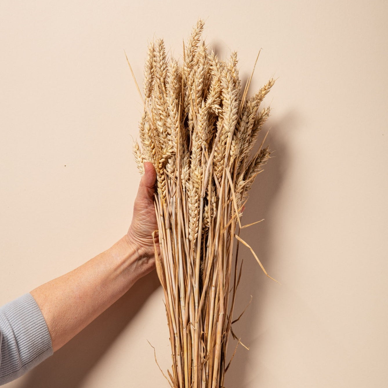 CASTLE FARM GOLDEN WHEAT BUNCHES