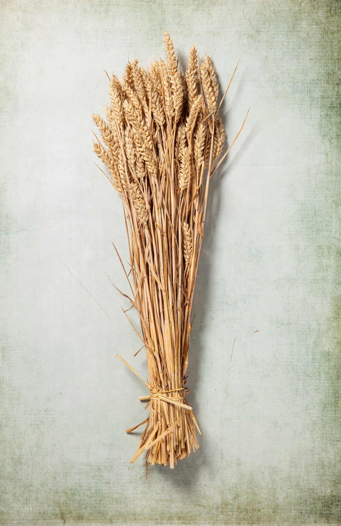 CASTLE FARM GOLDEN WHEAT BUNCHES