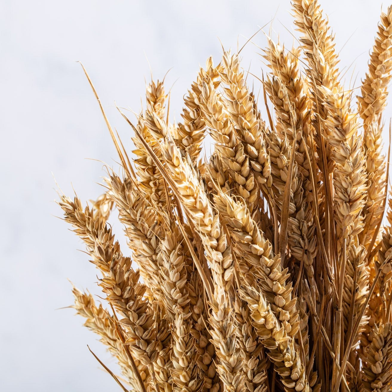 CASTLE FARM GOLDEN WHEAT BUNCHES