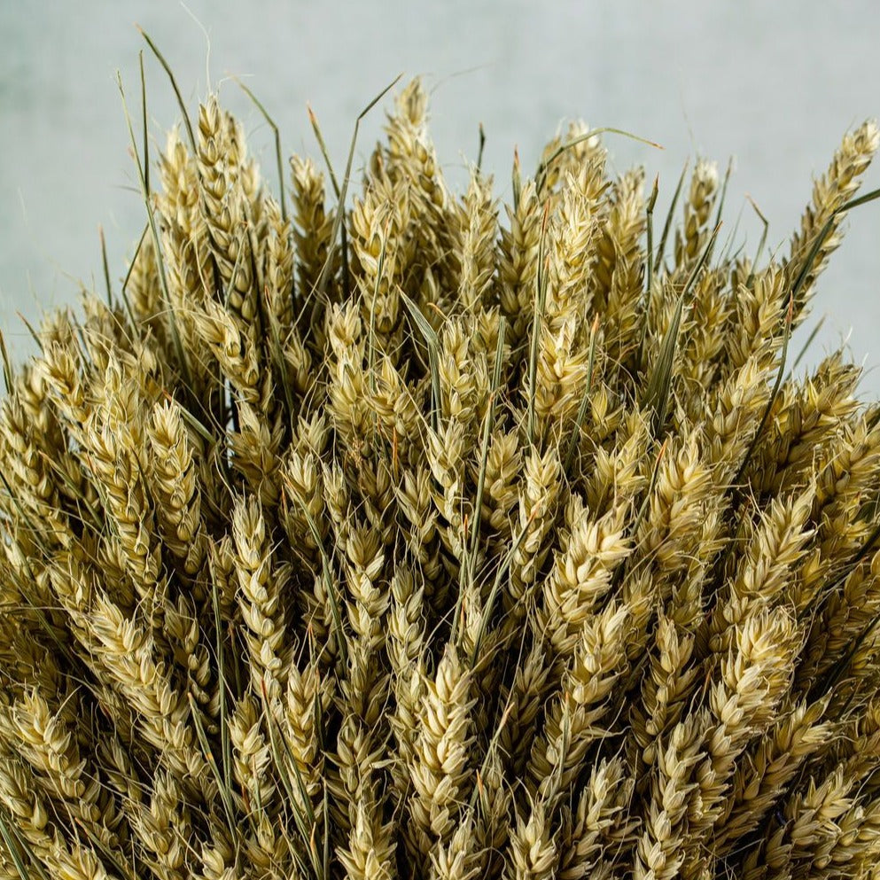 WHEAT SHEAF - NATURAL GREEN