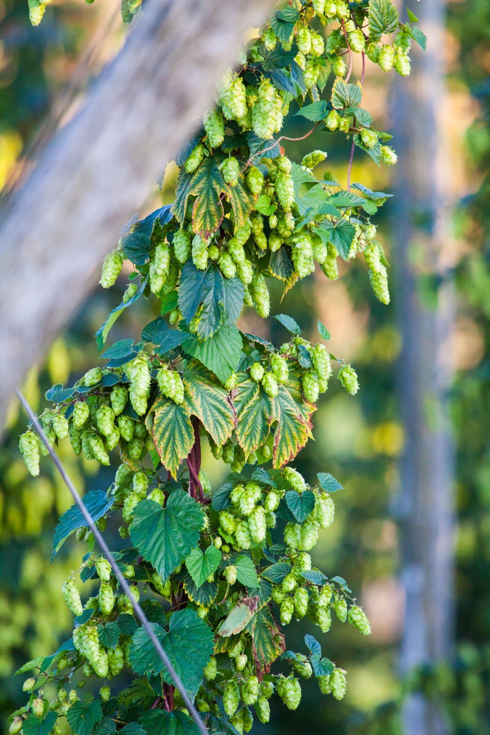 CASTLE FARM FRESH HOP BINE FOR DELIVERY - PRE-ORDER