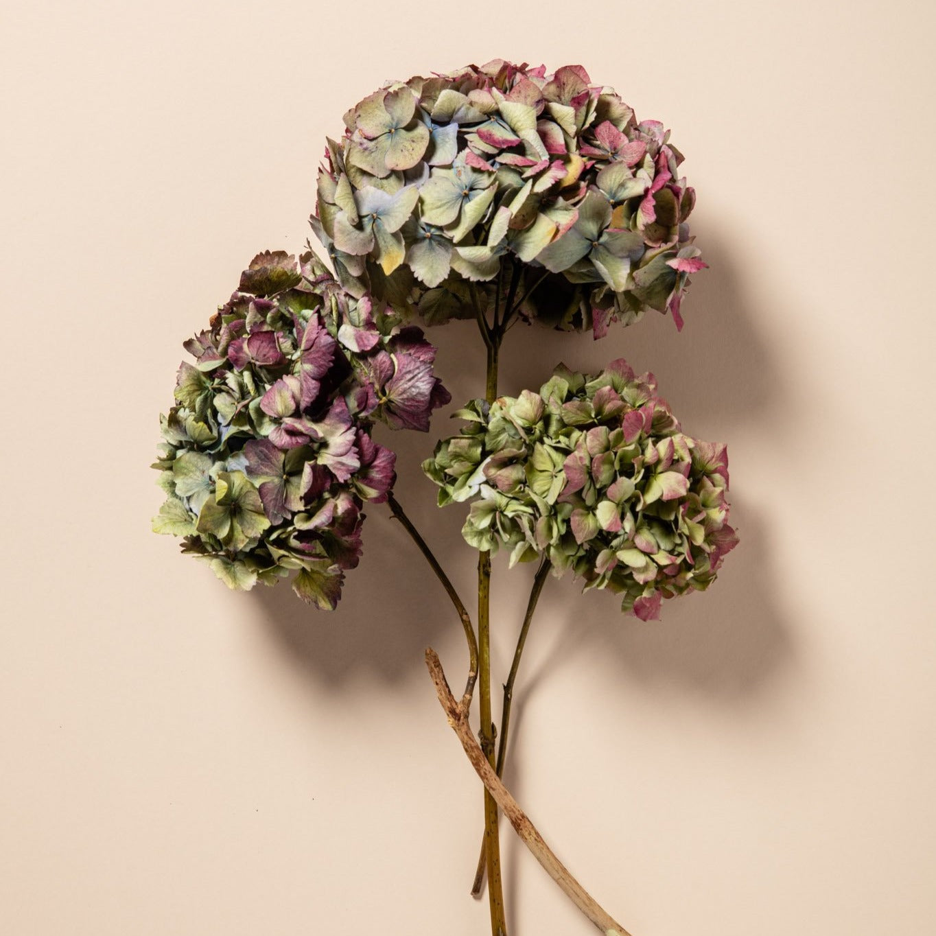 DRIED HYDRANGEAS