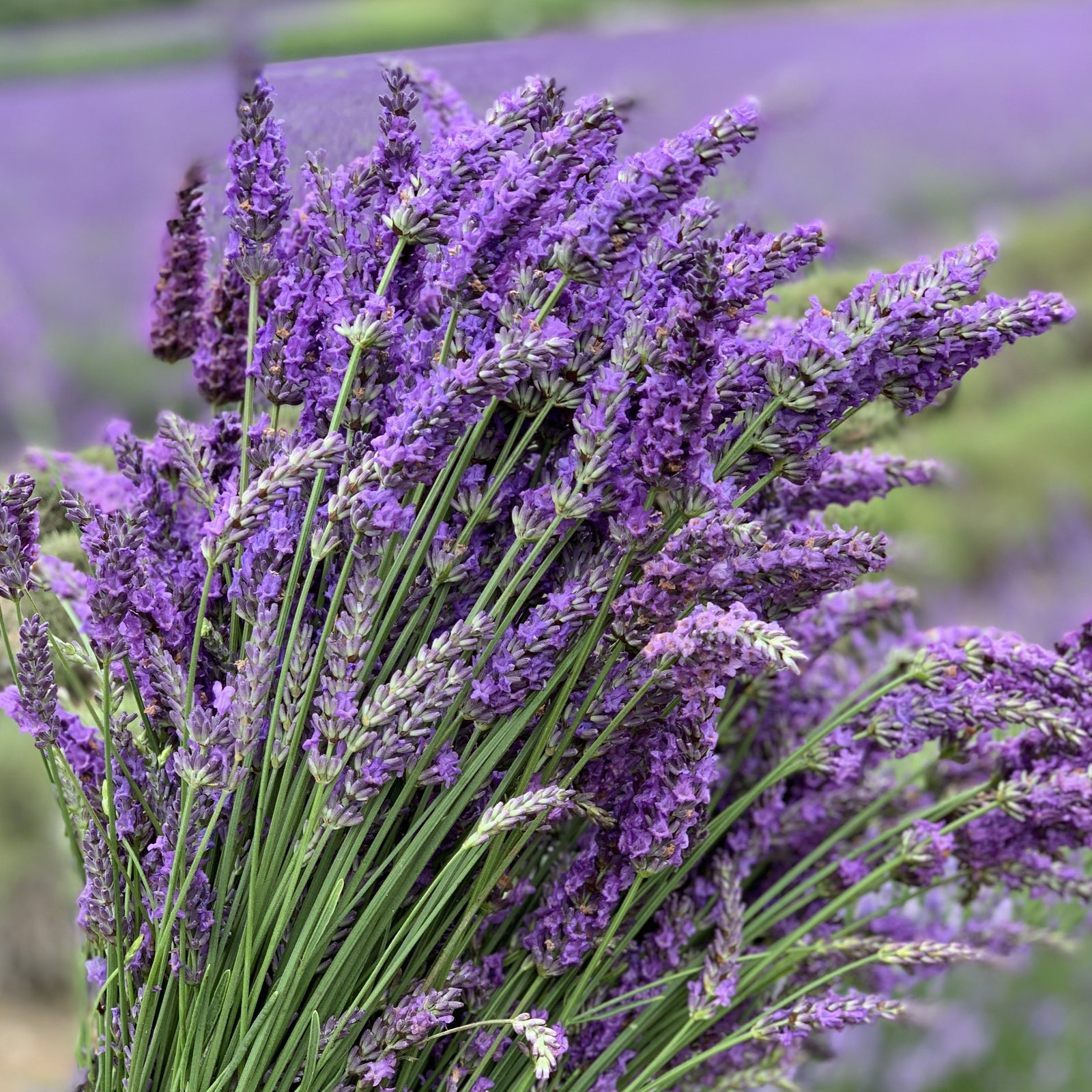 FRESH LAVANDIN BUNCHES