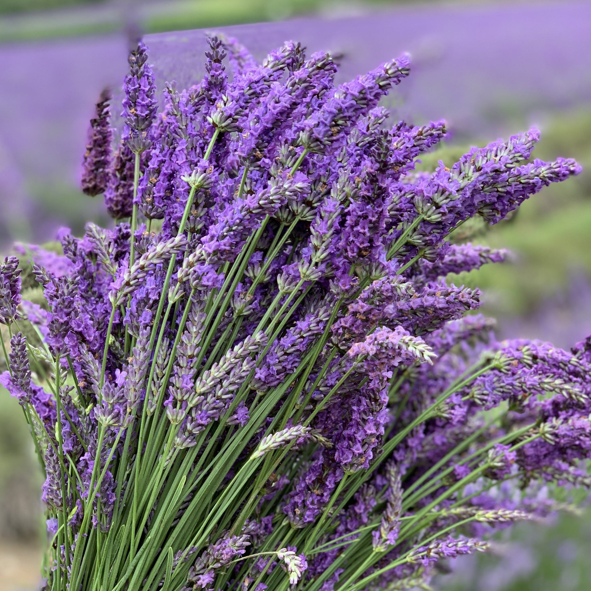 FRESH LAVANDIN BUNCHES