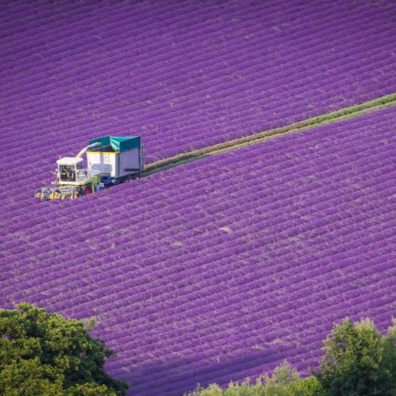 ORIGINAL LAVENDER OIL