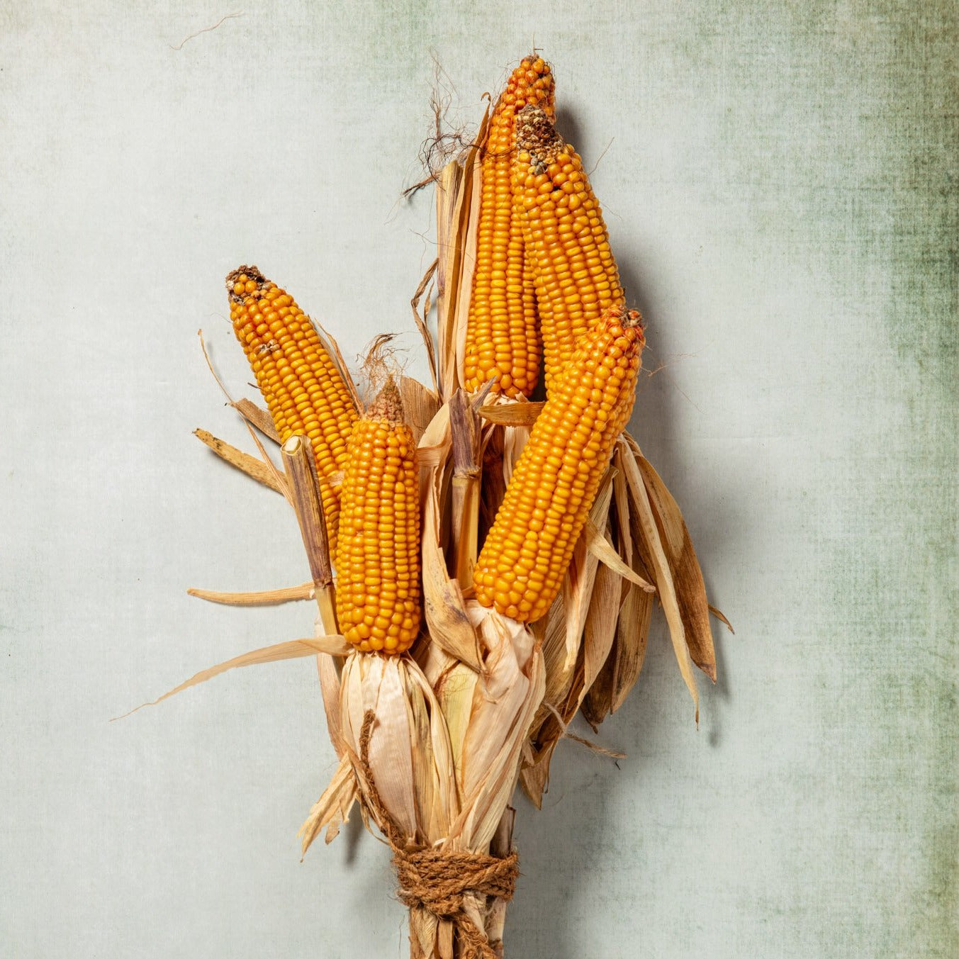 CASTLE FARM DECORATIVE CORN COBS 'MAIZE' SWAG