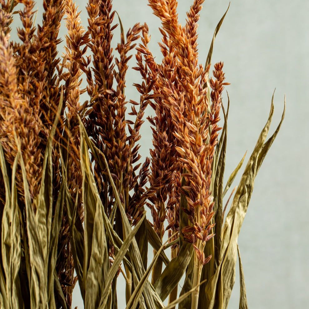 CASTLE FARM MAIZE TOPS