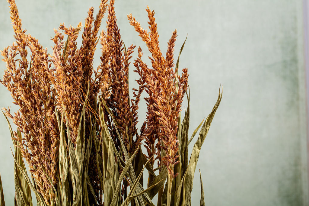CASTLE FARM MAIZE TOPS