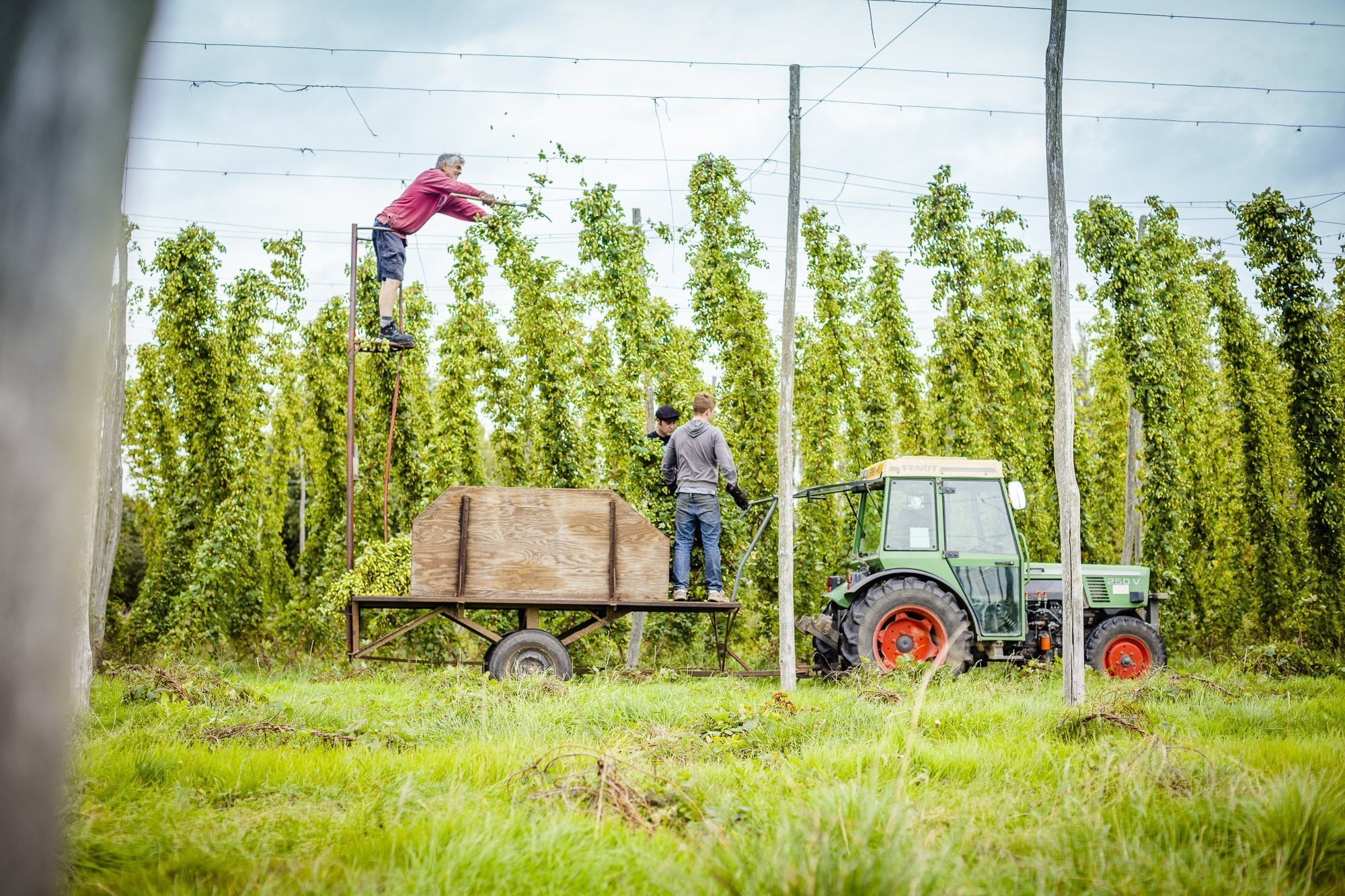 CASTLE FARM FRESH HOP BINE FOR DELIVERY - PRE-ORDER