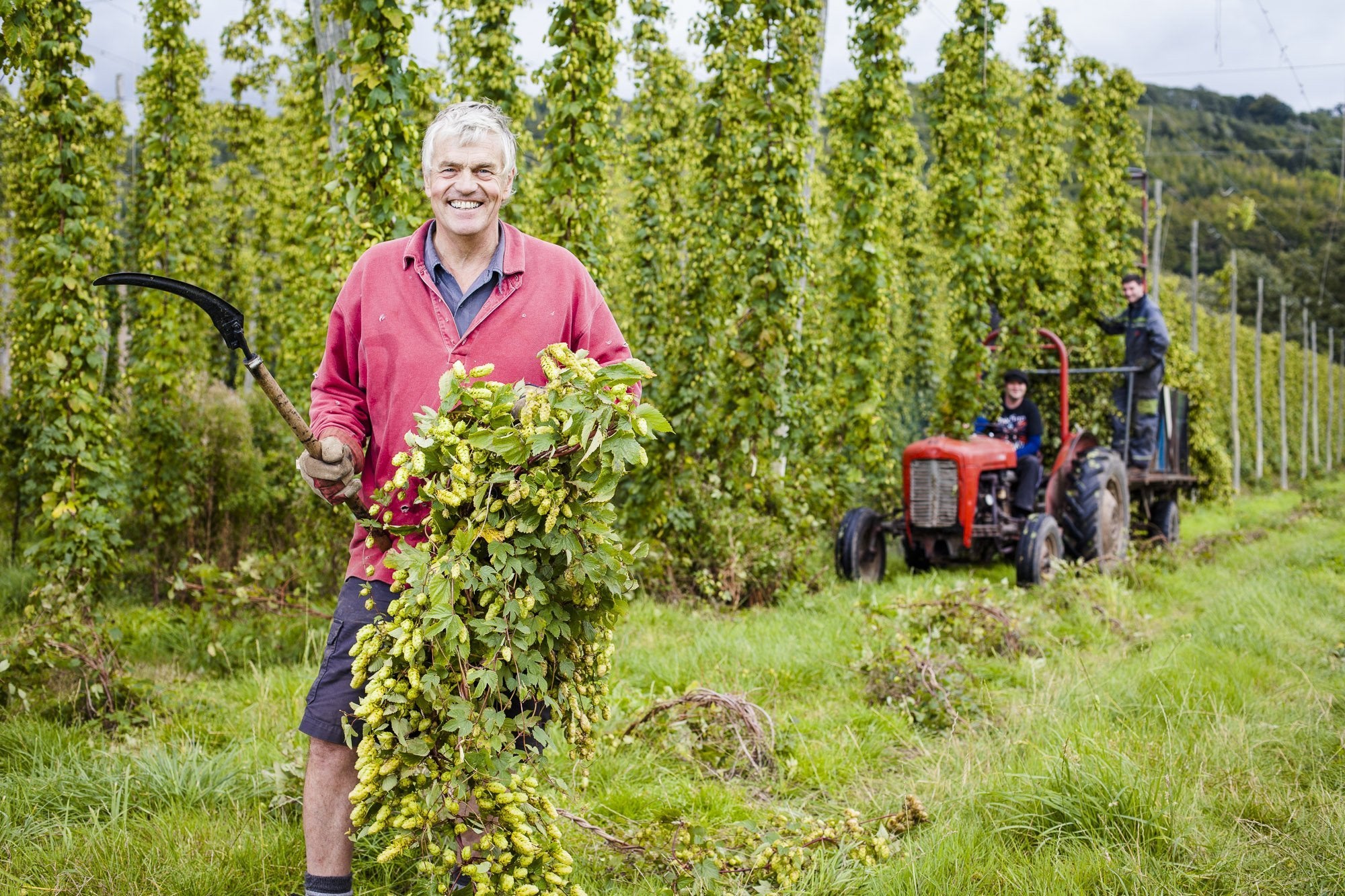CASTLE FARM FRESH HOP BINE FOR DELIVERY - PRE-ORDER