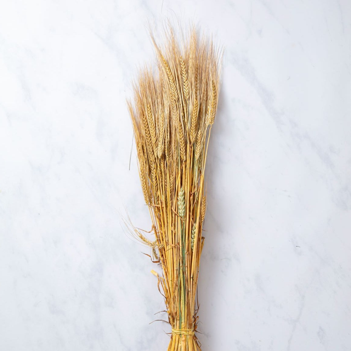 CASTLE FARM GOLDEN BARLEY BUNCHES
