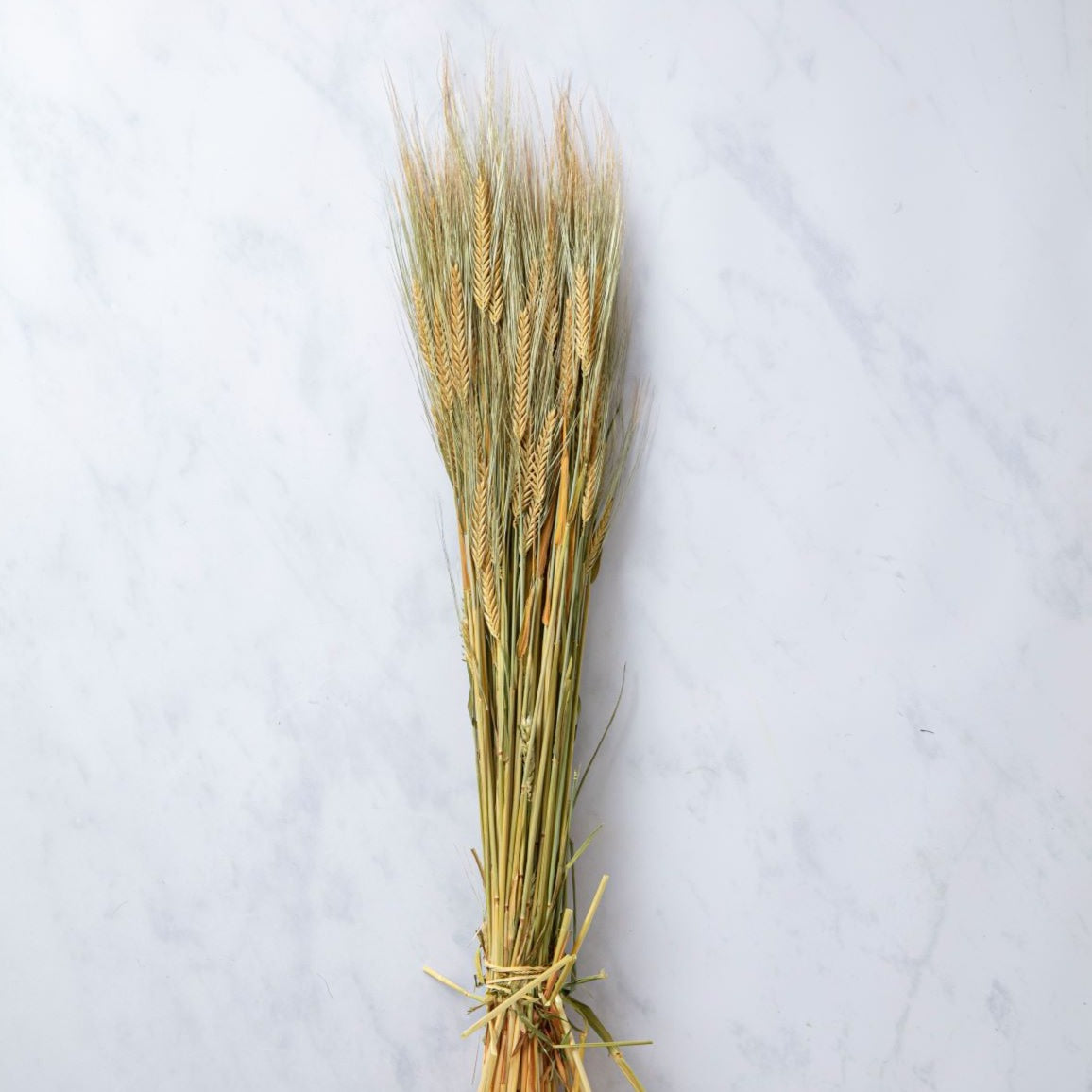 CASTLE FARM GREEN BARLEY BUNCHES